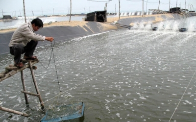 Tình hình sản xuất nông, thuỷ sản tháng 2 phục hồi tốt dù bị ảnh hưởng bởi Covid-19